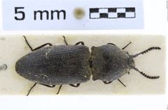 Foto (Dorsalansicht) von Agrypnus serrula (NHMW-ZOO-COL-0008122)